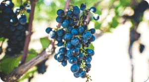 Investigación chilena descubre que orujo de vino puede matar a peligrosa bacteria helicobacter pylori