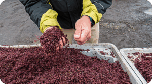 Del viñedo a la granja: El orujo de uva se transforma en clave para una ganadería sostenible