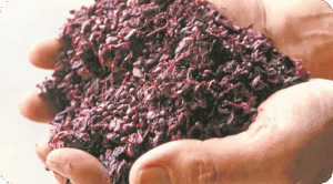 Orujo de uva: un residuo de gran potencial en la lucha contra el cáncer