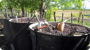 Orujo de uva: Más que un residuo, una fuente de compuestos bioactivos